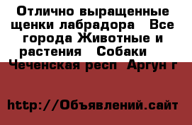 Отлично выращенные щенки лабрадора - Все города Животные и растения » Собаки   . Чеченская респ.,Аргун г.